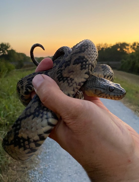 Diamondback Water Snake